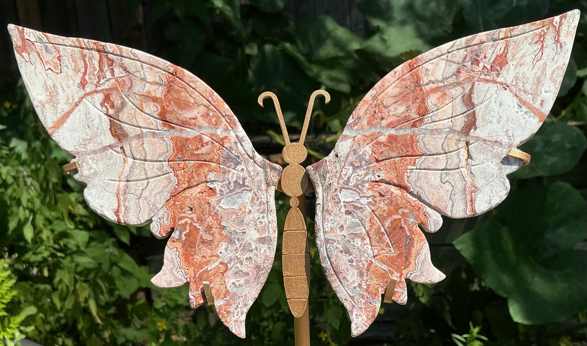 Large Crazy Lace Butterfly Wings on Stand