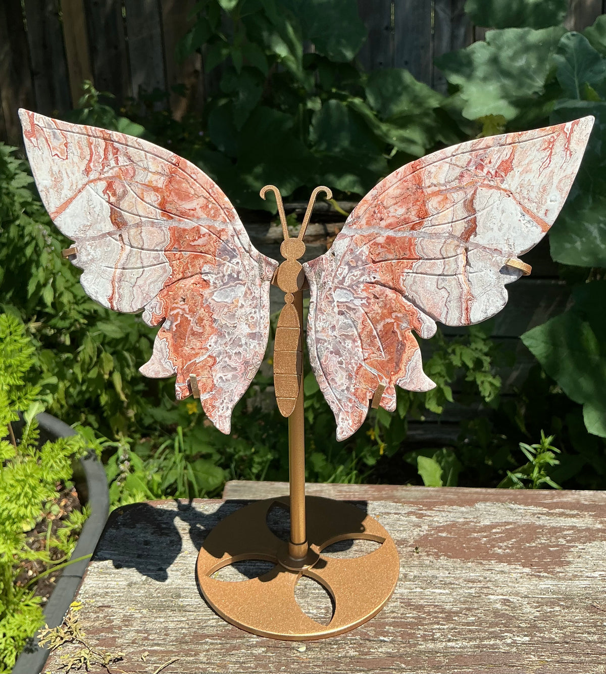 Large Crazy Lace Butterfly Wings on Stand