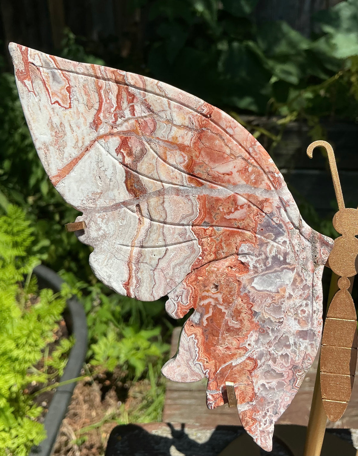 Large Crazy Lace Butterfly Wings on Stand
