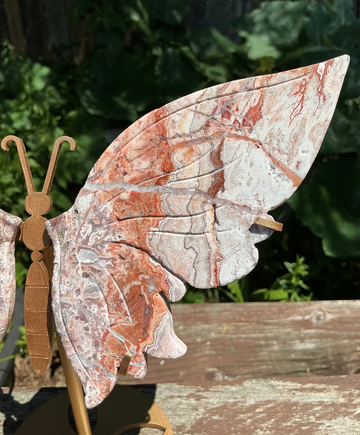 Large Crazy Lace Butterfly Wings on Stand