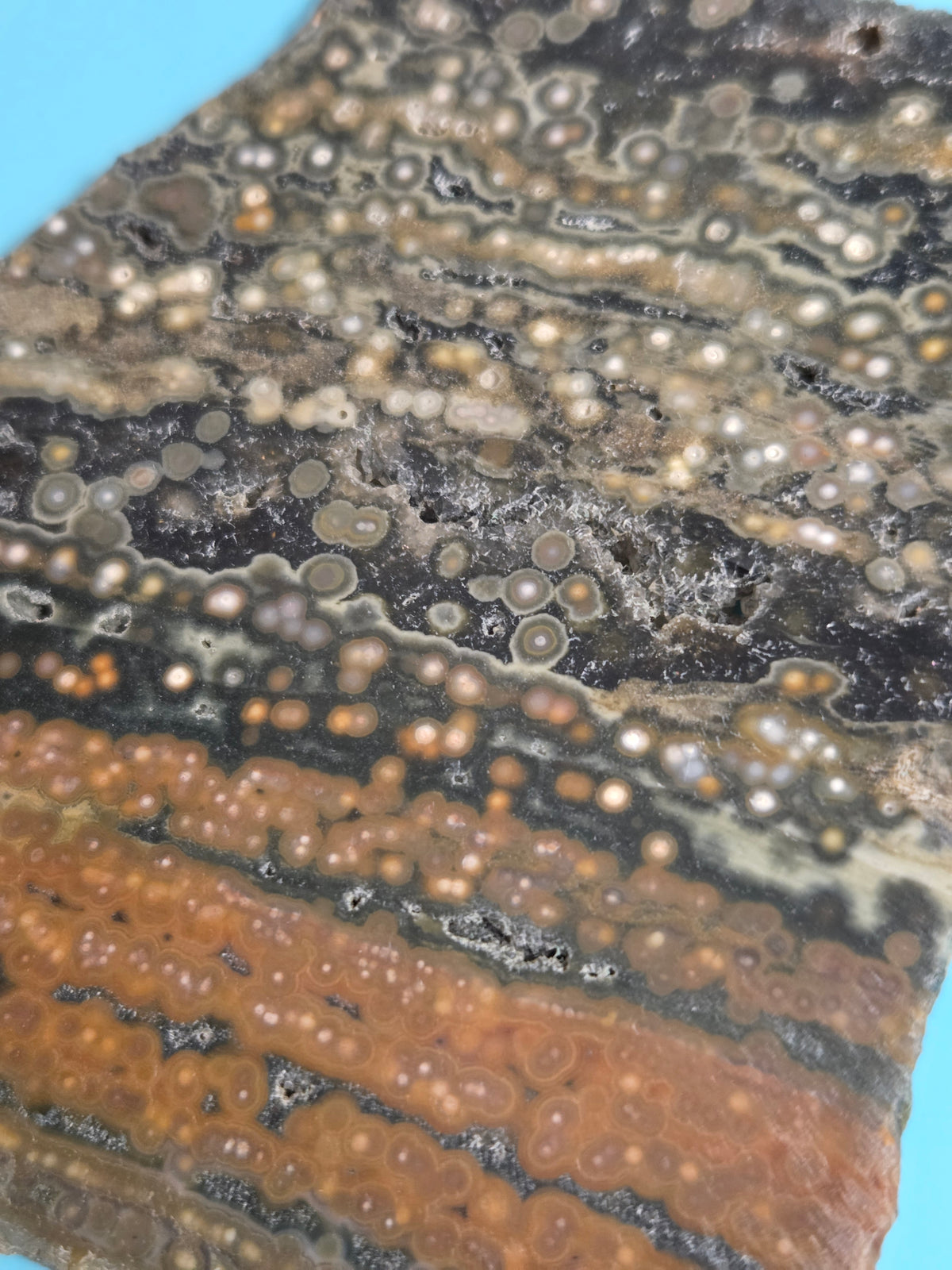 Orbicular Ocean Jasper Slice with Druzy Pockets Hand-Polished